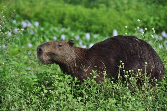 Capivaras vivem às milhares no Hato El Cedral, na região dos llanos, na Venezuela